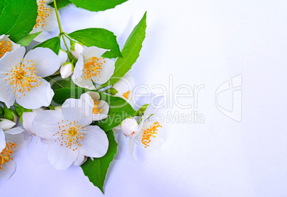 Blooming branch of white jasmine