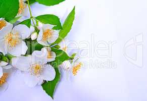 Blooming branch of white jasmine
