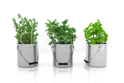 3d render - herbs - basil, thyme, parsley