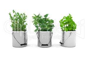 3d render - herbs - basil, thyme, parsley
