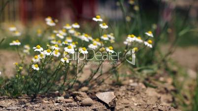 Flowering chamomile sways blown by a breeze