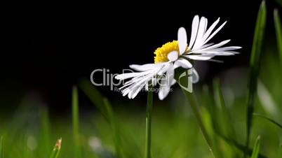 Close up of single daisy on green grass meadow