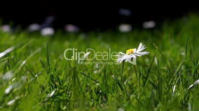 Close up of single daisy on green grass meadow