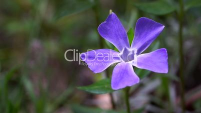 Close up of Common periwinkle Vinca minor on green meadow