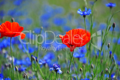 Red poppy in the middle of the field with blue cornflowers