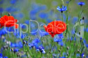 Red poppy in the middle of the field with blue cornflowers