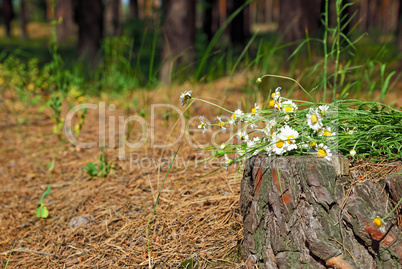 Bouquet of field chamomiles on a tree stump