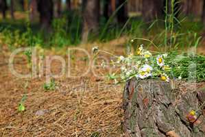 Bouquet of field chamomiles on a tree stump