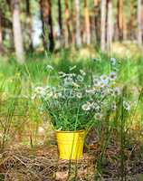 bouquet of white field chamomiles in a yellow bucket i