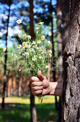 bouquet of field chamomiles in a human hand