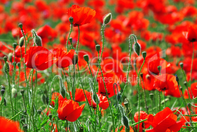 Field with red blooming poppies