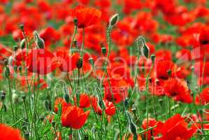 Field with red blooming poppies