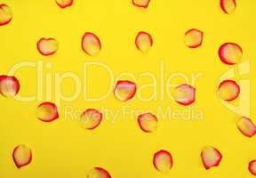 Petals of a yellow red rose on a yellow background,