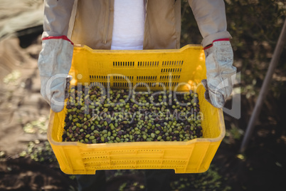 Man carrying olives in crate at farm