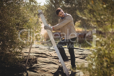 Handsome man climbing on ladder during sunny day at olive farm