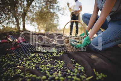 Mid section of woman collecting olives at farm