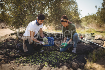 Couple collecting olives at farm during sunny day