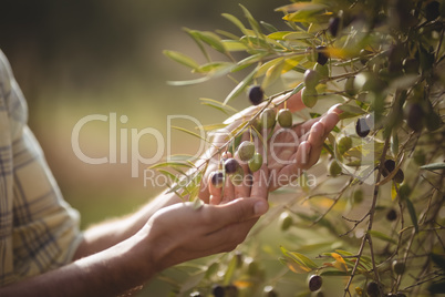 Mid section of man touching olives growing at farm
