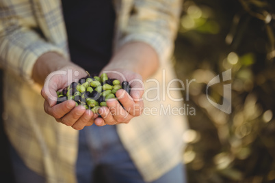 Mid section of man holding olives at farm