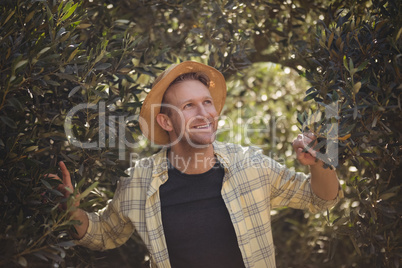 Young man standing amidst trees at olive farm
