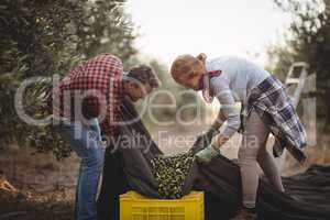 Man and woman collecting olives in crates at farm during sunny day