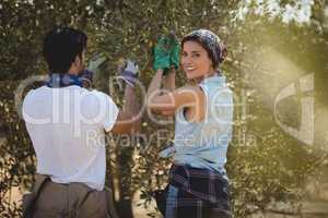 Smiling young woman with man plucking olives at farm