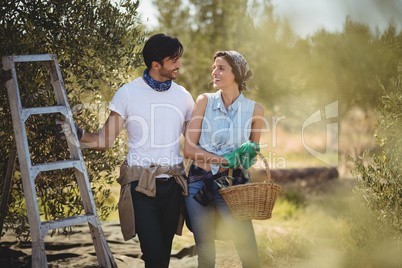 Young couple standing by ladder at olives farm