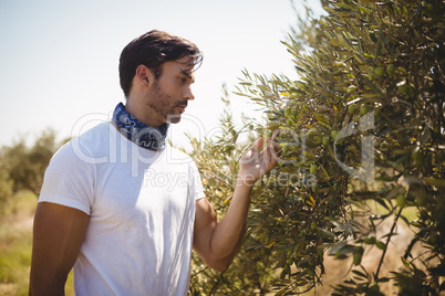 Man holding olive tree at farm on sunny day