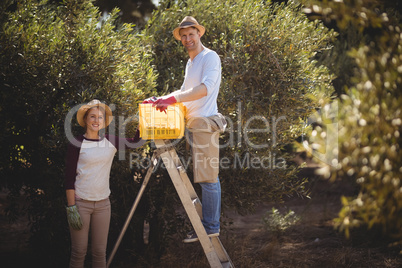 Smiling young couple with crate and ladder plucking olives at farm