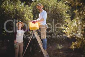 Smiling young couple with crate and ladder plucking olives at farm