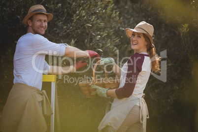 Cheerful young couple plucking olives at farm