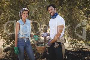 Smiling young couple holding olives in basket at farm