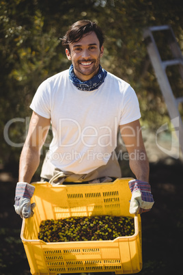 Smiling young man carrying olives in crate at farm