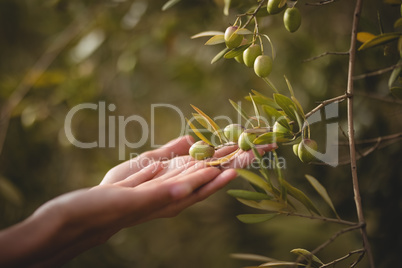 Hands of woman touching olive tree at farm