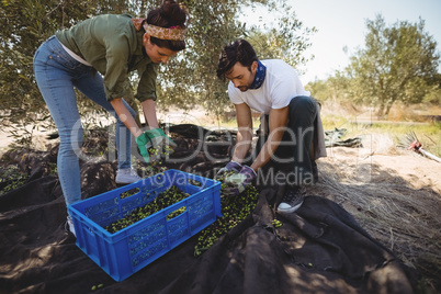 Young couple collecting olives at farm