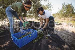 Young couple collecting olives at farm