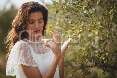 Beautiful young woman holding olive by tree at farm