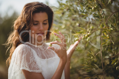 Beautiful young woman plucking olives from tree at farm