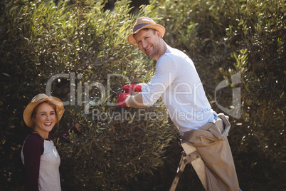 Young man plucking olives with woman at farm