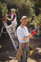 Young man plucking olives with woman in background at farm
