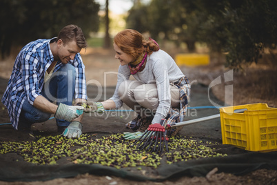 Young couple working at olive farm