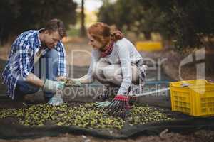 Young couple working at olive farm