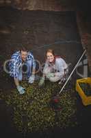 Portrait of young couple working at olive farm