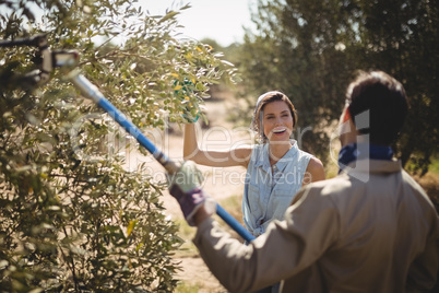 Man plucking olives with rake while talking to cheerful woman at farm