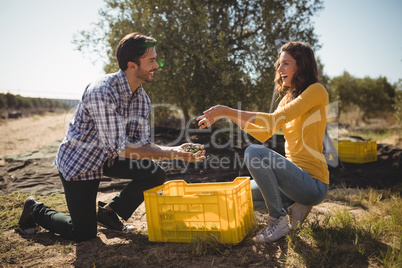 Young couple holding olives while kneeling at farm