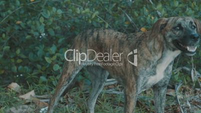 Thai native dog marking as tiger skin