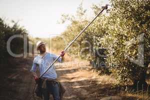 Man using rake for plucking olives at farm on sunny day