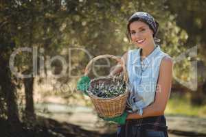 Happy young woman holding olives in basket at farm