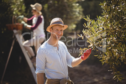 Smiling young man plucking olives with woman in background at farm