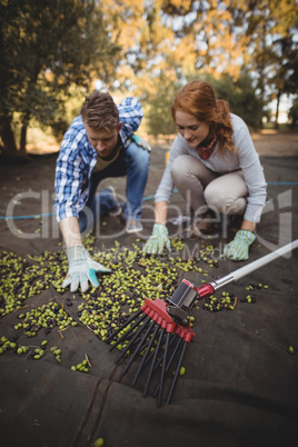 Man and woman picking olives at farm